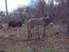 Donkey Pair.jpg (141538 bytes)
